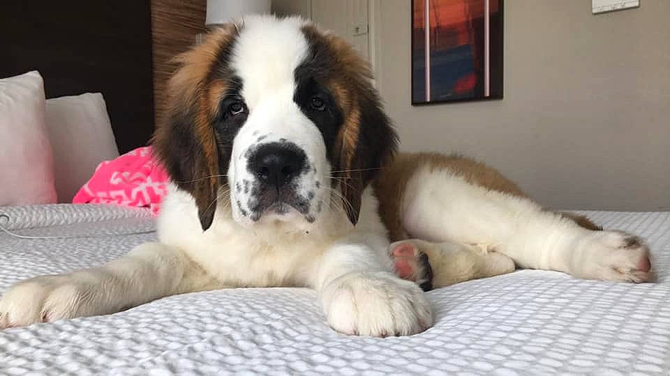 Ruby joined the competition — help win amazing prizes! ancient_dog_breeds, canidae, carnivore, companion_dog, dog, dog_breed, fur, giant_dog_breed, landseer, mammal, moscow_watchdog, mucuchies, pyrenean_mastiff, rare_breed_dog, snout, sporting_group, st_bernard, vertebrate