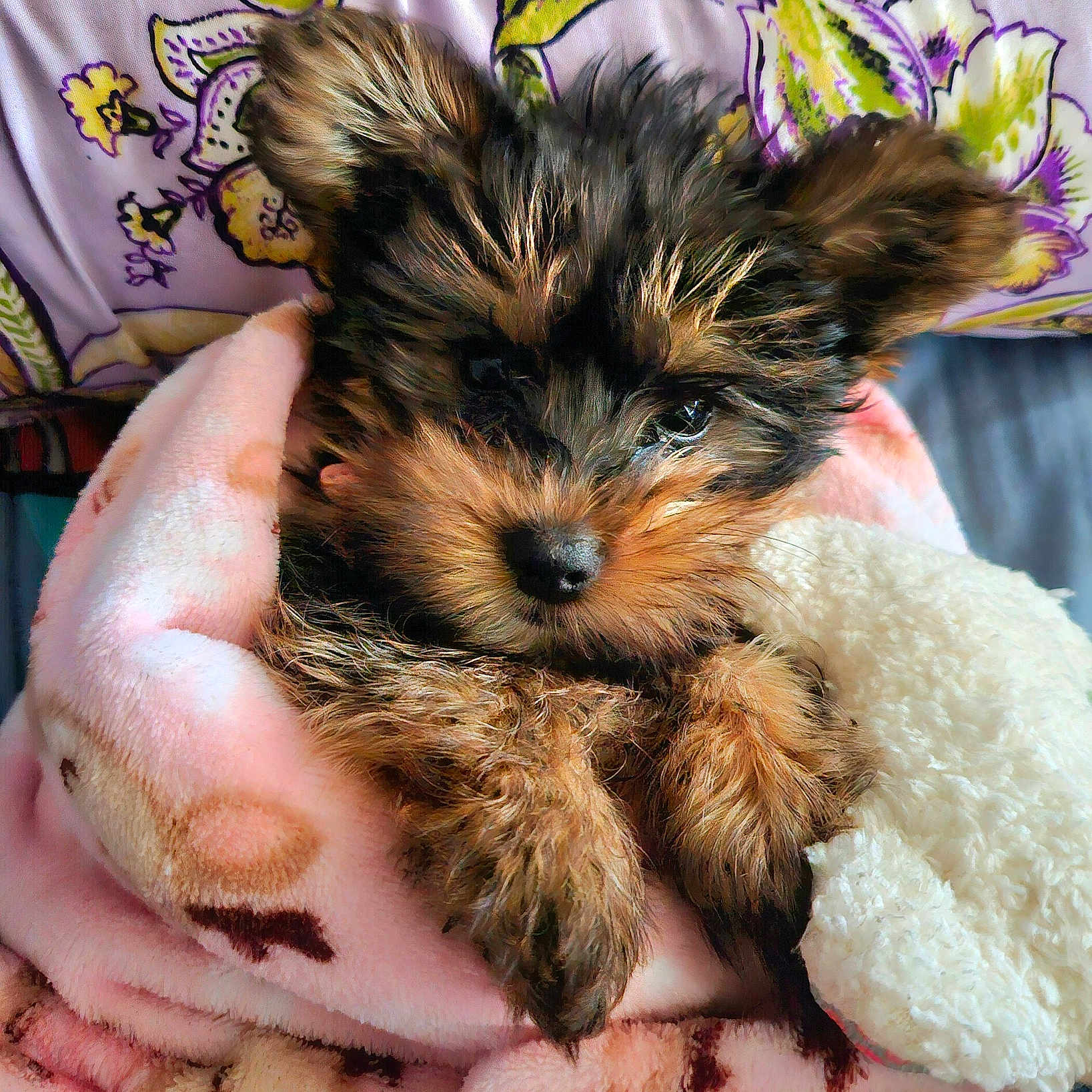 Daisy is registered to the contest to win money with this photo: animal, blanket, closeup, cozy, cute, dog, ears, face, fluffy, fur, indoors, pet, pillow, pink, puppy, resting, sleepy, small, snuggled, soft