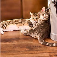 Mochi is registered to the contest to win money with this photo: animal, cat, companions, curious, cute, domestic_cat, ears, feline, floor, household, indoor, looking, pets, relaxed, resting, tabby_cat, tail, two_animals, whiskers, wooden_floor