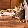 animal, cat, companions, curious, cute, domestic_cat, ears, feline, floor, household, indoor, looking, pets, relaxed, resting, tabby_cat, tail, two_animals, whiskers, wooden_floor