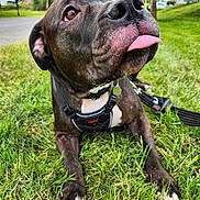 Maggie joined the competition — help win amazing prizes! dog, grass, outdoor, tongue, playful, pet, canine, closeup, black_dog, white_paws, leash, collar, nature, greenery, park, daylight, animal, cute, muzzle, ears