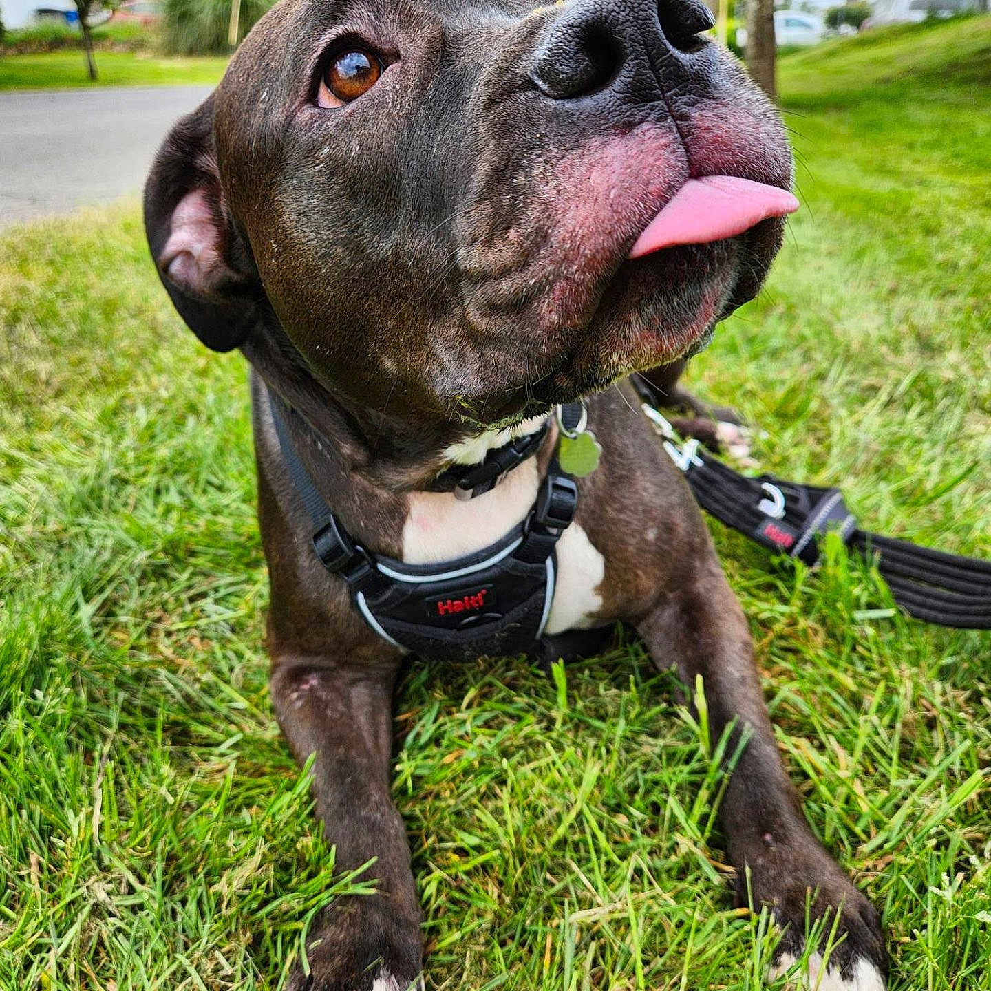 Maggie joined the competition — help win amazing prizes! animal, black_dog, canine, closeup, collar, cute, daylight, dog, ears, grass, greenery, leash, muzzle, nature, outdoor, park, pet, playful, tongue, white_paws