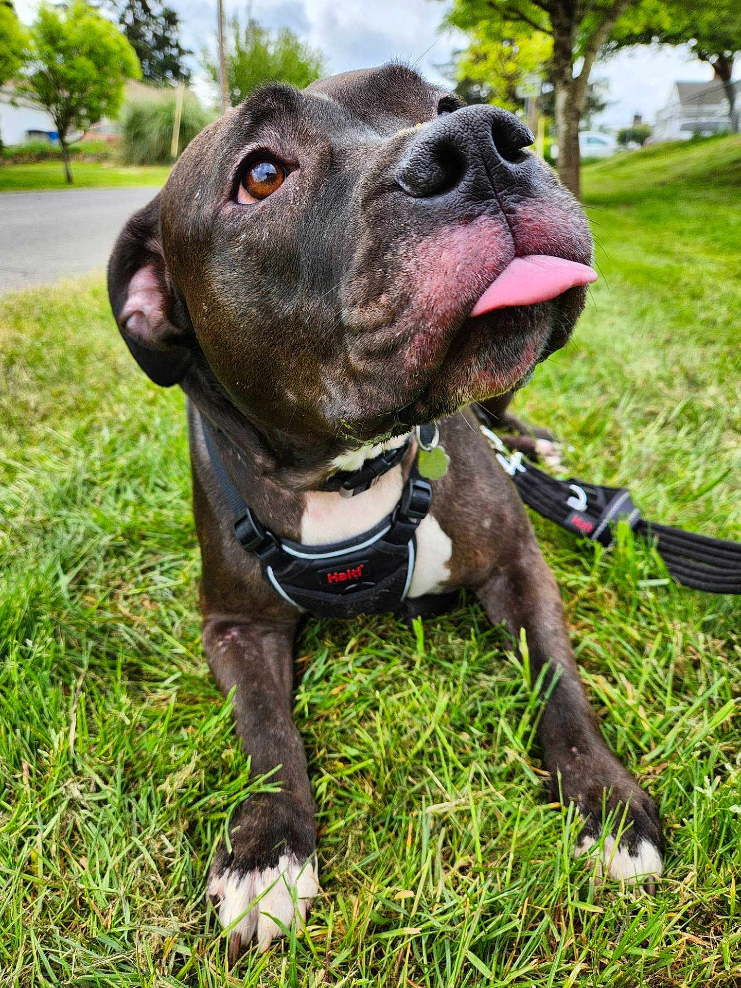 Maggie joined the competition — help win amazing prizes! dog, grass, outdoor, tongue, playful, pet, canine, closeup, black_dog, white_paws, leash, collar, nature, greenery, park, daylight, animal, cute, muzzle, ears