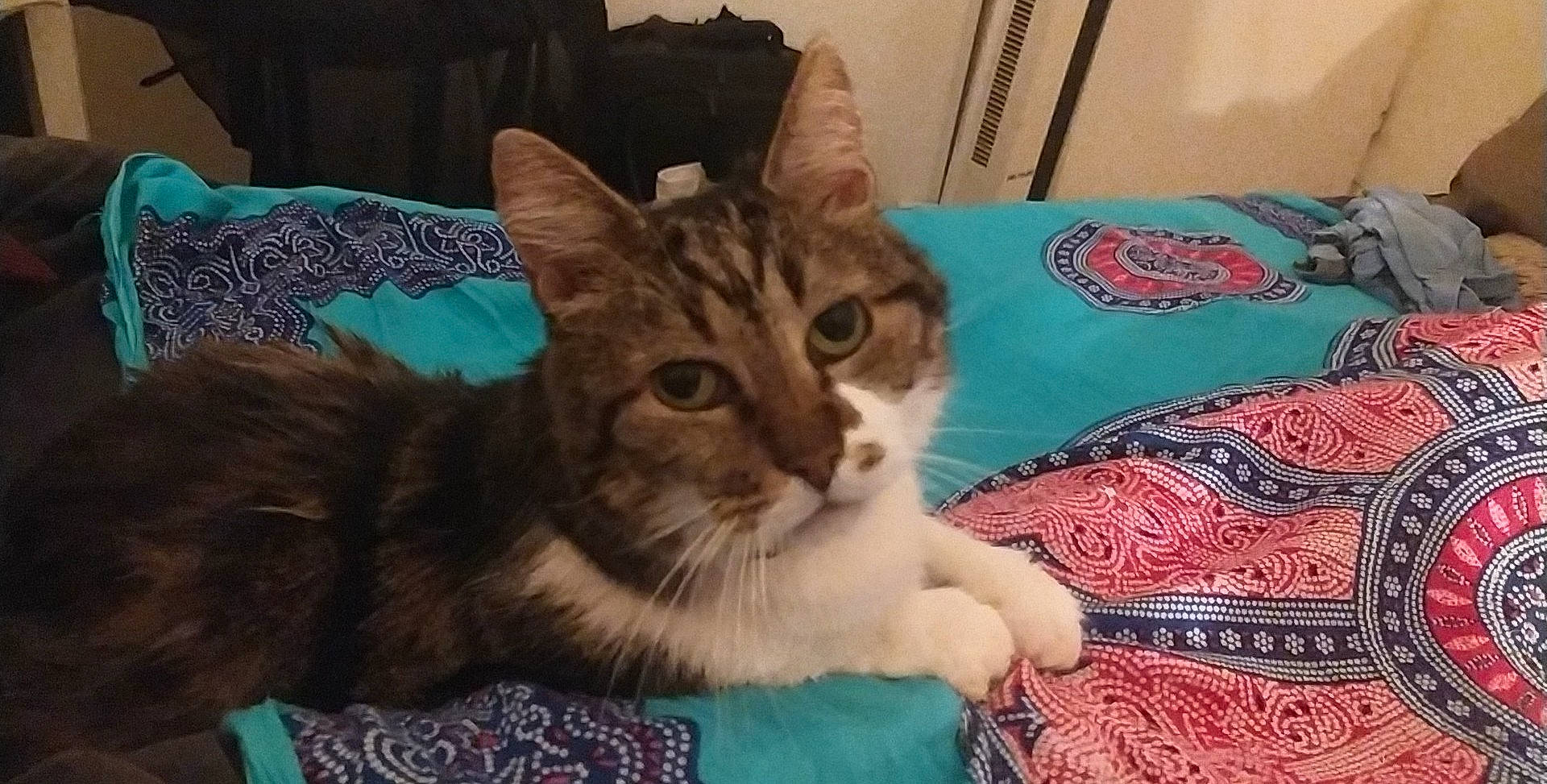 Capucin a rejoint le concours — aidez-le/la à gagner de superbes lots ! carnivore, cat, cat_supply, claw, comfort, domestic_short_haired_cat, felidae, fur, linens, pattern, pet_supply, small_to_medium_sized_cats, whiskers