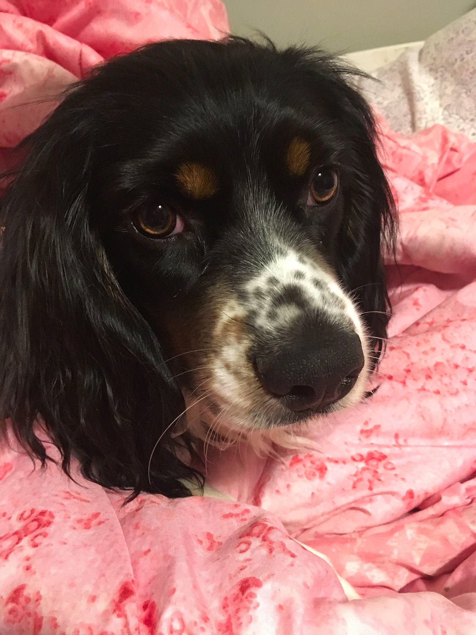 Crystal is registered to the contest to win money with this photo: blue_picardy_spaniel, boykin_spaniel, canidae, carnivore, cocker_spaniel, companion_dog, dog, dog_breed, english_cocker_spaniel, english_springer_spaniel, french_spaniel, mammal, rare_breed_dog, russian_spaniel, setter, small_munsterlander, snout, spaniel, sporting_group, vertebrate