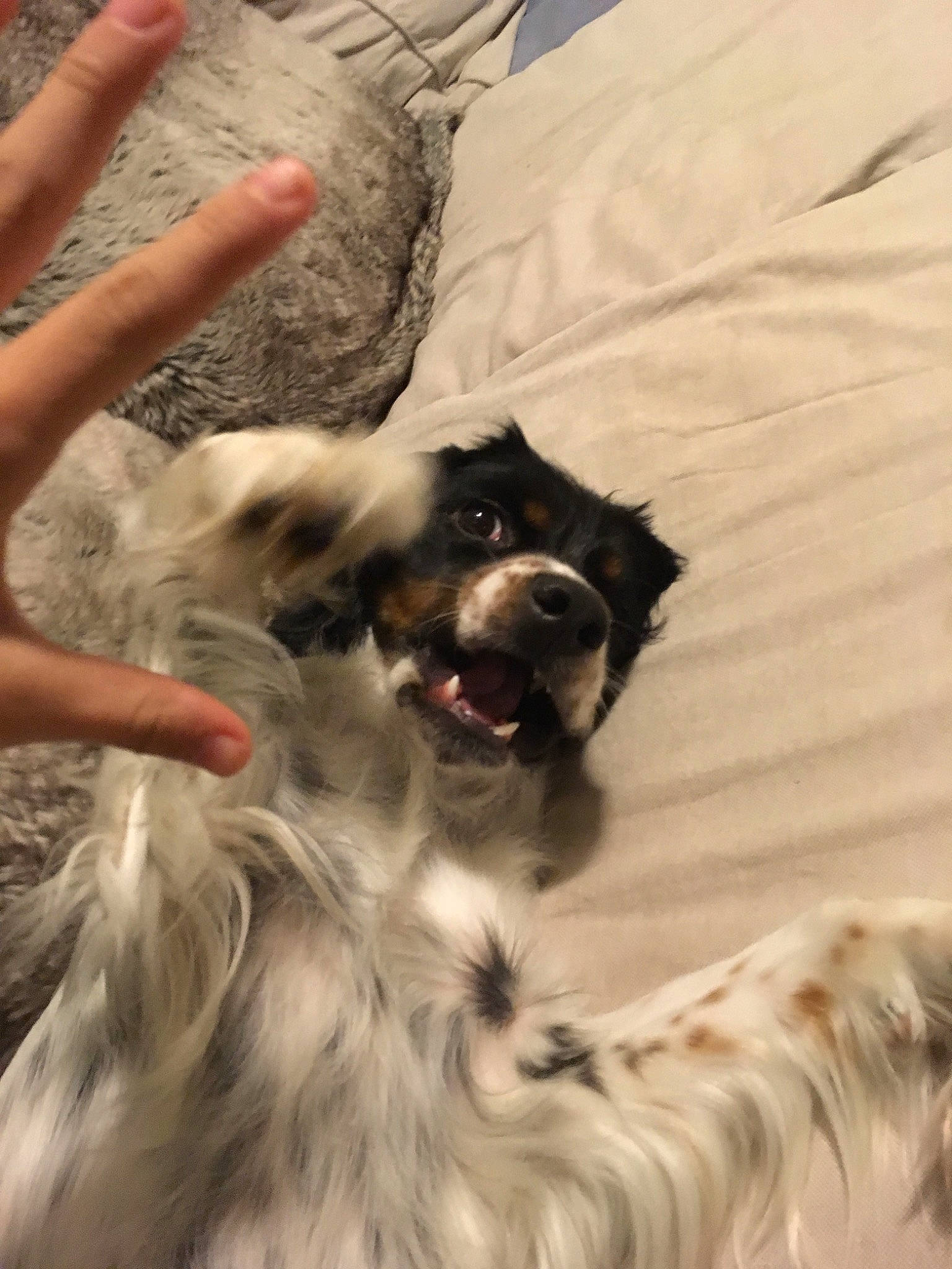 Crystal joined the competition — help win amazing prizes! canidae, carnivore, dog, dog_breed, fur, snout, sporting_group