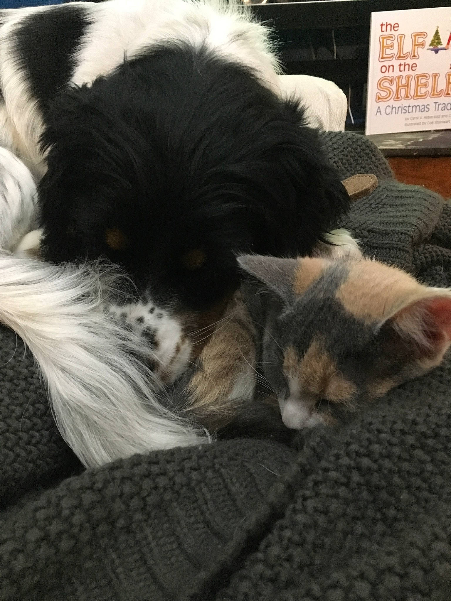 Crystal joined the competition — help win amazing prizes! canidae, carnivore, cavapoo, companion_dog, dog, dog_breed, lhasa_apso, nap, phalene, puppy, puppy_love, shih_tzu, sporting_group, tibetan_terrier, toy_dog