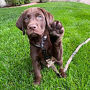 Cash is registered to the contest to win money with this photo: bushes, chocolate_labrador, closeup, collar, cute, dog, door, eyes, front_paw, grass, greenery, house, lawn, leash, nose, outdoor, paw, pet, portrait, puppy