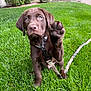 bushes, chocolate_labrador, closeup, collar, cute, dog, door, eyes, front_paw, grass, greenery, house, lawn, leash, nose, outdoor, paw, pet, portrait, puppy