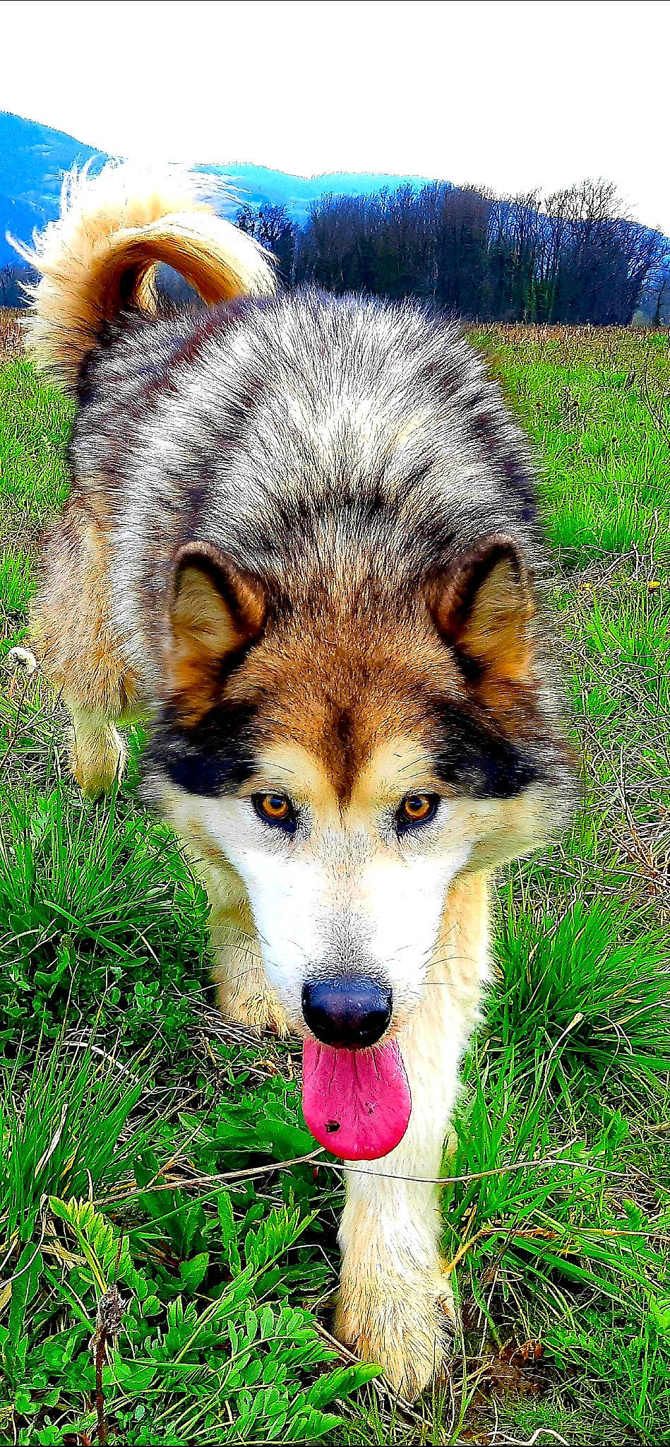 Oslow a rejoint le concours — aidez-le/la à gagner de superbes lots ! art, canidae, canis, carnivore, dog, dog_breed, eye, fawn, fur, grass, grassland, plant, sled_dog, snout, sporting_group, terrestrial_animal, whiskers, wildlife, wolf, working_dog