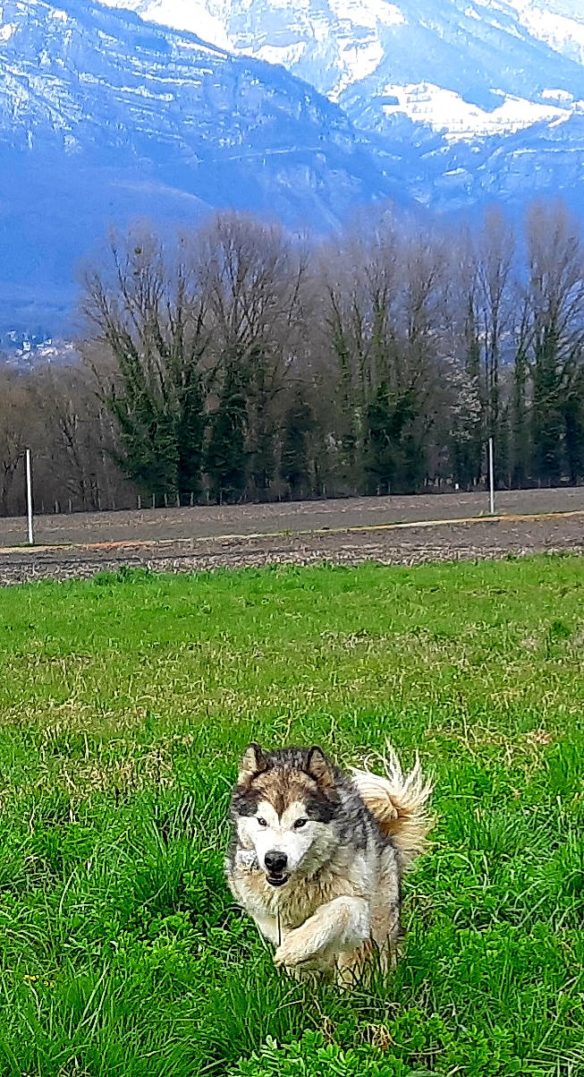Oslow participe au concours pour gagner de l'argent avec cette photo : carnivore, collie, companion_dog, dog, dog_breed, fawn, field, grass, grass_family, grassland, land_lot, lawn, meadow, mountain, natural_landscape, people_in_nature, plain, plant, sled_dog, tree
