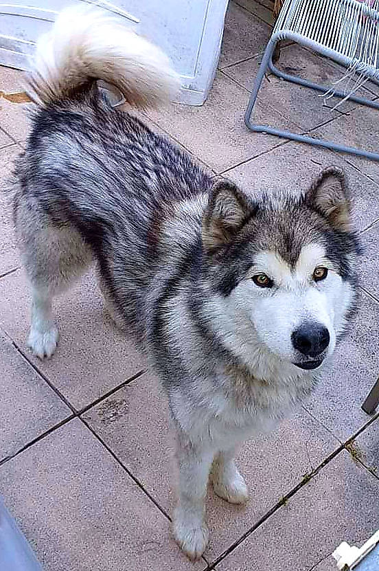 Oslow participe au concours pour gagner de l'argent avec cette photo : ancient_dog_breeds, canidae, canis, carnivore, companion_dog, dog, dog_breed, fawn, fur, grey, non_sporting_group, siberian_husky, sled_dog, sporting_group, tail, terrestrial_animal, whiskers, wolf, working_animal, working_dog