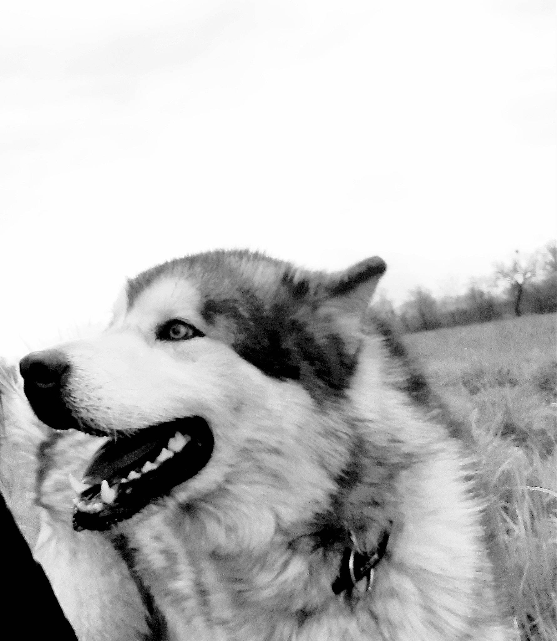 Oslow a rejoint le concours — aidez-le/la à gagner de superbes lots ! canidae, canis, carnivore, companion_dog, dog, dog_breed, fang, fur, happy, monochrome, monochrome_photography, plant, shout, sky, sled_dog, snout, sporting_group, whiskers, working_animal, working_dog