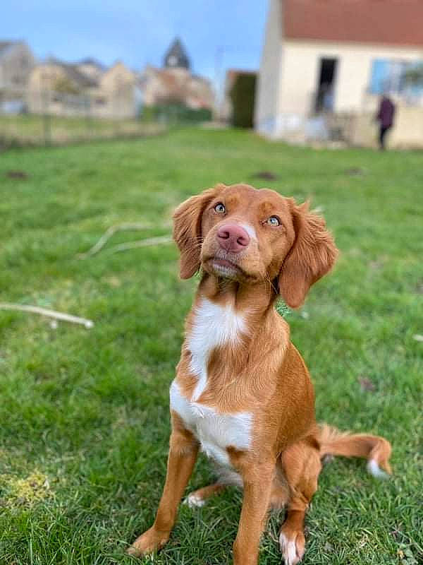 Sybel participe au concours pour gagner de l'argent avec cette photo : canidae, carnivore, companion_dog, dog, dog_breed, fawn, grass, gun_dog, hunting_dog, liver, sky, snout, sporting_group, tail, terrestrial_animal, working_animal