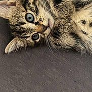 Mimoune participe au concours pour gagner de l'argent avec cette photo : adorable, animal, blue_eyes, cat, close_up, cozy, curious, cute, fur, indoor, kitten, lying_down, pet, playful, resting, small, soft, tabby, whiskers, young