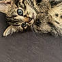 adorable, animal, blue_eyes, cat, close_up, cozy, curious, cute, fur, indoor, kitten, lying_down, pet, playful, resting, small, soft, tabby, whiskers, young