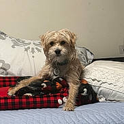 Max joined the competition — help win amazing prizes! animal, bed, blanket, collar, comfort, cozy, curious, cute, dog, fabric, fur, furniture, home, indoor, laying, looking, pet, pillow, resting, small_dog