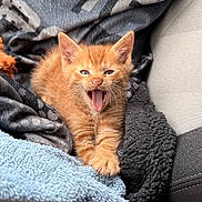 Oli joined the competition — help win amazing prizes! kitten, orange_cat, pet, animal, cute, feline, whiskers, paw, blanket, plush_toy, cozy, indoor, soft, fur, sleepy, resting, young_animal, closeup, domestic_cat, comfort