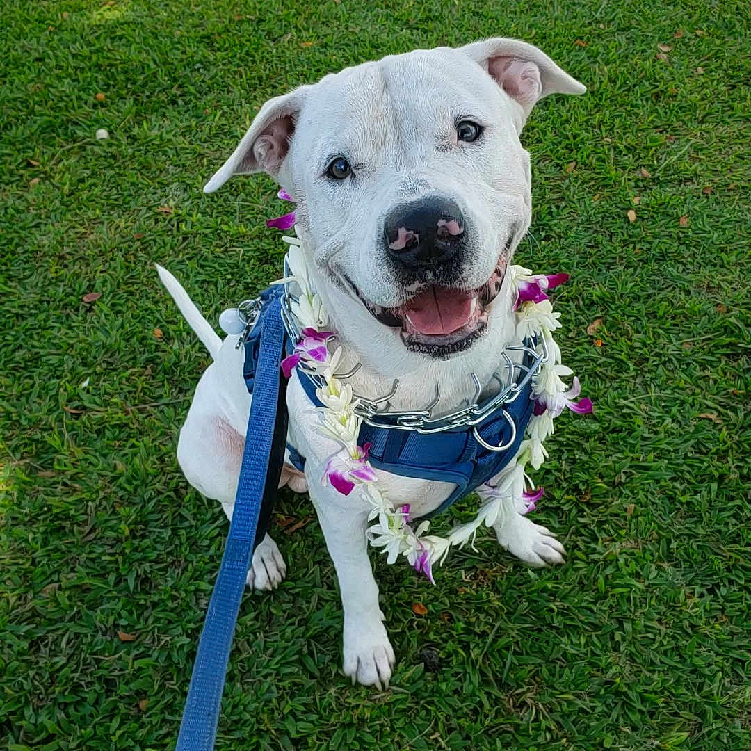 Diesel is registered to the contest to win money with this photo: accessories, animal, boxer, bulldog, canine, dog, face, flower, grass, head, jewelry, lawn, necklace, person, pet, photography, plant, portrait, puppy, strap