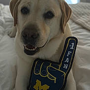 Lloyd joined the competition — help win amazing prizes! dog, labrador, foam_finger, bed, white_bedspread, indoor, pet, animal, mammal, yellow_fur, soft_light, cozy, resting, toy, closeup, portrait, cute, fan, sports, paw