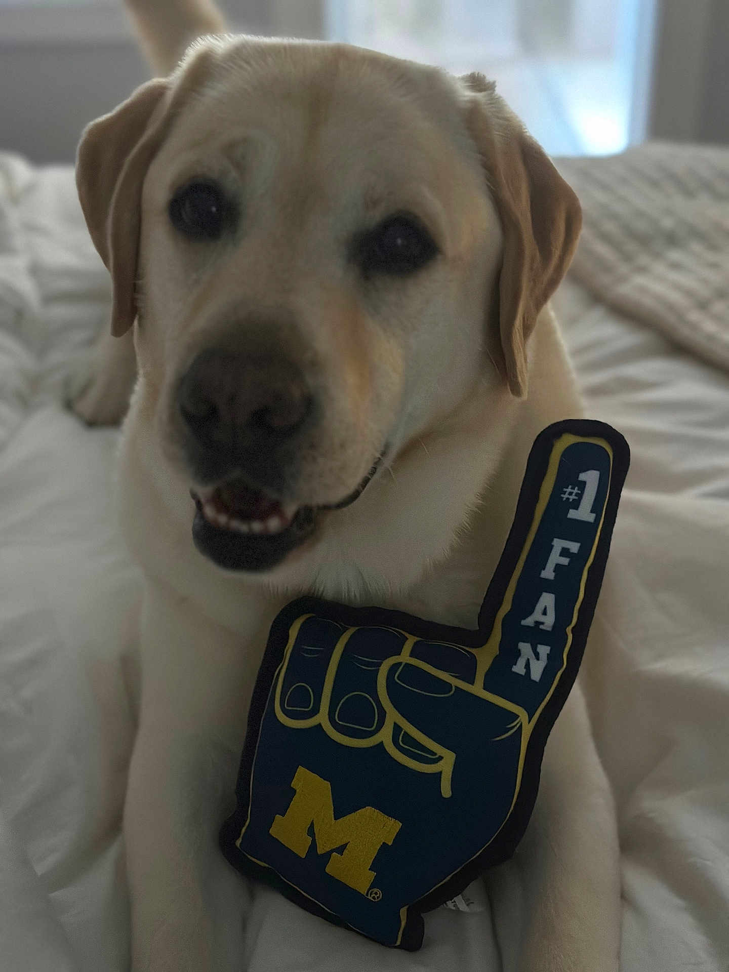 Lloyd joined the competition — help win amazing prizes! dog, labrador, foam_finger, bed, white_bedspread, indoor, pet, animal, mammal, yellow_fur, soft_light, cozy, resting, toy, closeup, portrait, cute, fan, sports, paw