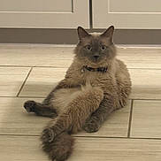 Snowball is registered to the contest to win money with this photo: cat, feline, fluffy, long_hair, gray_fur, blue_eyes, collar, sitting, lounging, crossed_legs, indoor, kitchen, tile_floor, cabinets, portrait, centered, pet, whiskers, ears, funny_pose