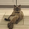 cat, feline, fluffy, long_hair, gray_fur, blue_eyes, collar, sitting, lounging, crossed_legs, indoor, kitchen, tile_floor, cabinets, portrait, centered, pet, whiskers, ears, funny_pose