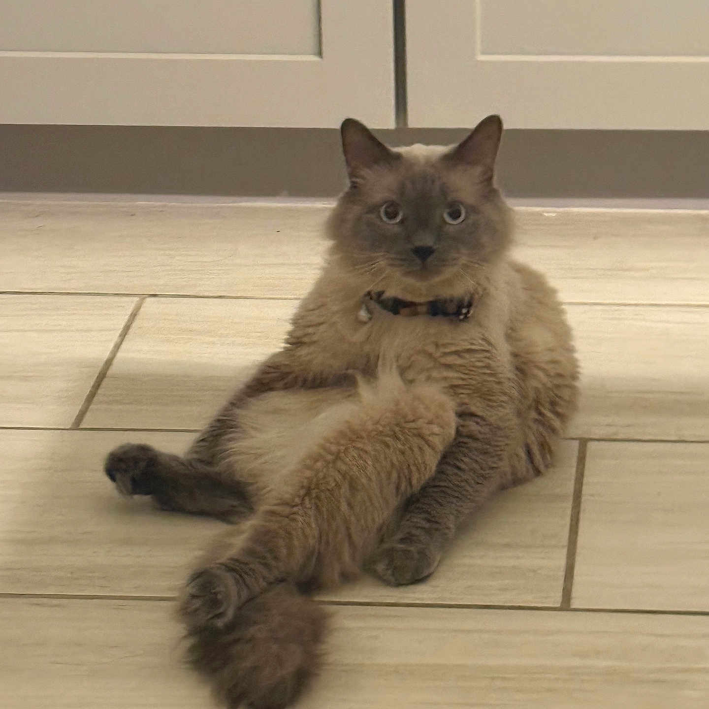 Snowball is registered to the contest to win money with this photo: cat, feline, fluffy, long_hair, gray_fur, blue_eyes, collar, sitting, lounging, crossed_legs, indoor, kitchen, tile_floor, cabinets, portrait, centered, pet, whiskers, ears, funny_pose