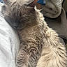 Snowball is registered to the contest to win money with this photo: cat, fluffy_cat, sleeping, long_hair, gray_fur, cream_fur, whiskers, ears, pet, animal, lap, indoor, cozy, laptop, blanket, couch, relaxed, closeup, portrait, soft_lighting