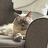 Snowball joined the competition — help win amazing prizes! cat, fluffy, cream_colored, sleeping, relaxed, sofa, couch, blanket, indoor, pet, feline, whiskers, ears, paws, collar, cozy, home, furniture, portrait, nap