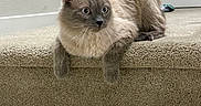 Snowball joined the competition — help win amazing prizes! cat, blue_point_cat, fluffy, furry, pet, animal, face, eyes, whiskers, ears, paws, lounging, sitting, stairs, carpet, indoor, home, portrait, cute, alert