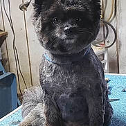 Little Bear is registered to the contest to win money with this photo: dog, groomed_dog, pet, animal, fluffy, cute, indoor, table, grooming_tools, fur, ears, face, sitting, blue_surface, rope, wall, cord, pet_grooming, companion, adorable