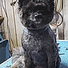 dog, groomed_dog, pet, animal, fluffy, cute, indoor, table, grooming_tools, fur, ears, face, sitting, blue_surface, rope, wall, cord, pet_grooming, companion, adorable