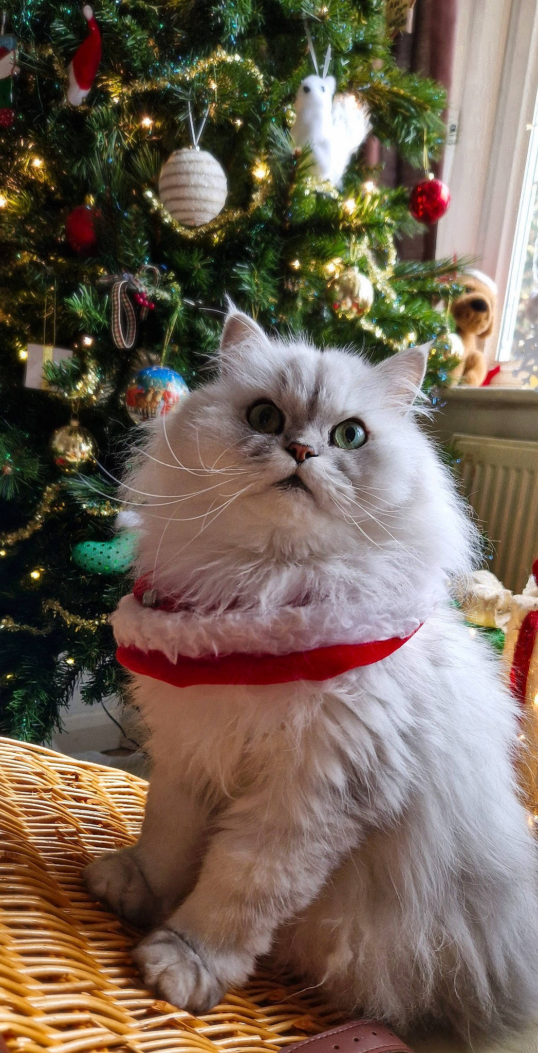 Barnaby is registered to the contest to win money with this photo: carnivore, cat, chair, christmas, christmas_decoration, christmas_ornament, christmas_tree, conifer, curtain, event, fawn, felidae, fur, holiday, holiday_ornament, interior_design, ornament, small_to_medium_sized_cats, snout, whiskers