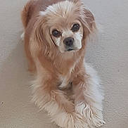 Brownie joined the competition — help win amazing prizes! dog, pet, animal, fluffy, brown, white, carpet, indoor, cute, paws, fur, resting, laying, canine, companion, domestic, mammal, cute_pet, looking, calm