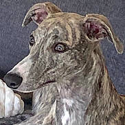 Piper a rejoint le concours — aidez-le/la à gagner de superbes lots ! alert, animal, blanket, brindle, canine, companion, couch, dog, domestic, ears, fur, indoor, mammal, nose, pet, portrait, relaxed, seated, side_view, whiskers
