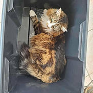 Arthas participe au concours pour gagner de l'argent avec cette photo : animal, casual, cat, container, curious, domestic_cat, feline, floor_tiles, fluffy, green_eyes, home, indoor, looking_up, paws, pet, plastic_bin, resting, tabby_cat, tail, whiskers
