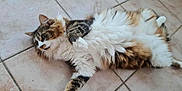 Arthas a rejoint le concours — aidez-le/la à gagner de superbes lots ! animal, black, brown, cat, cute, domestic, floor, fluffy, fur, indoor, lying_down, mammal, paws, pet, relaxed, resting, tabby, tile, whiskers, white
