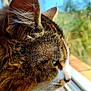 Arthas a rejoint le concours — aidez-le/la à gagner de superbes lots ! animal, cat, close_up, curiosity, daylight, domestic_cat, ears, face, focus, fur, indoor, looking_out, nature, pet, profile, side_view, soft_light, tabby, whiskers, window