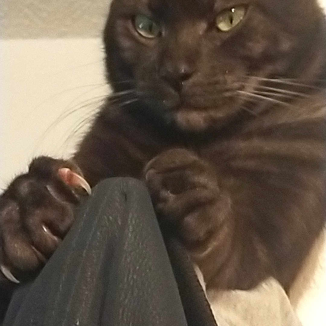 Leonidas
