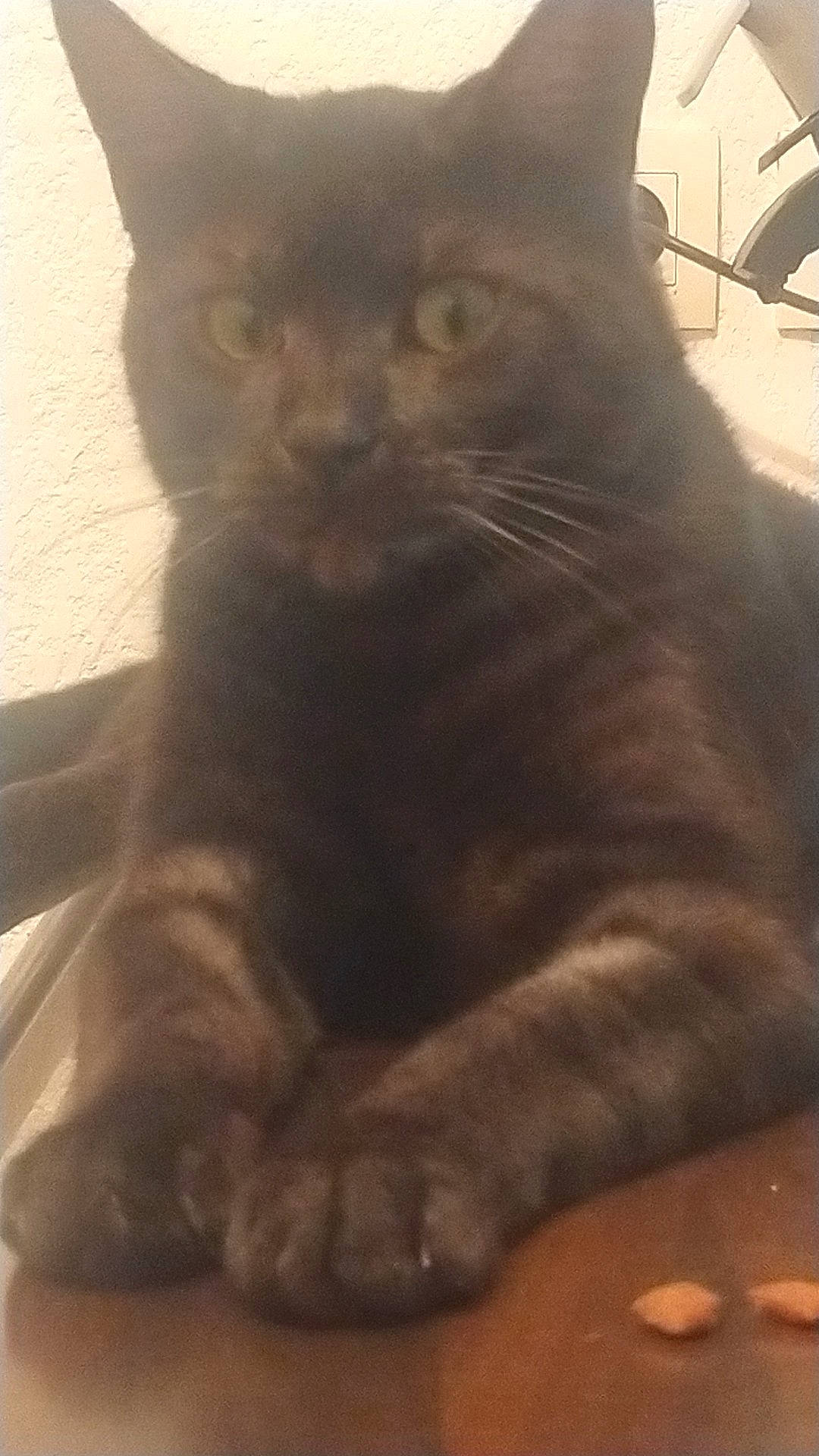 Leonidas a rejoint le concours — aidez-le/la à gagner de superbes lots ! carnivore, cat, domestic_short_haired_cat, felidae, fur, hardwood, small_to_medium_sized_cats, snout, tail, terrestrial_animal, whiskers