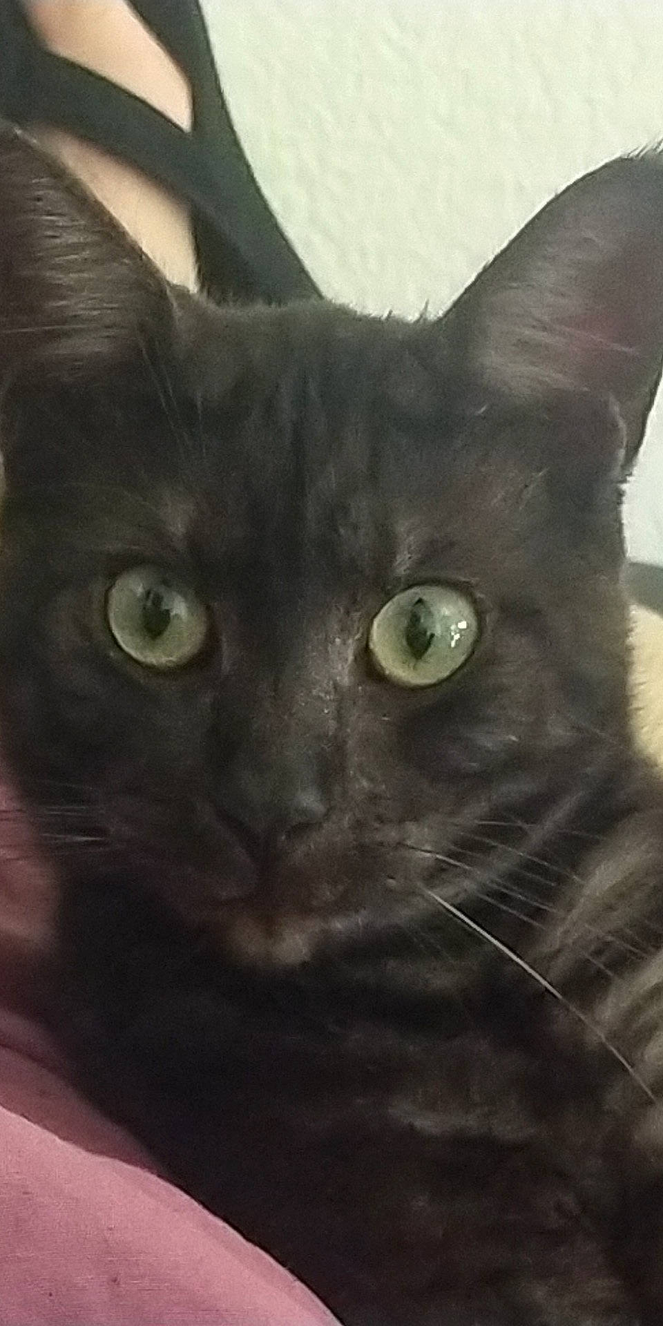 Leonidas participe au concours pour gagner de l'argent avec cette photo : art, black_cat, bombay, carnivore, cat, close_up, domestic_short_haired_cat, event, felidae, fur, mammal, small_to_medium_sized_cats, snout, terrestrial_animal, vertebrate, whiskers