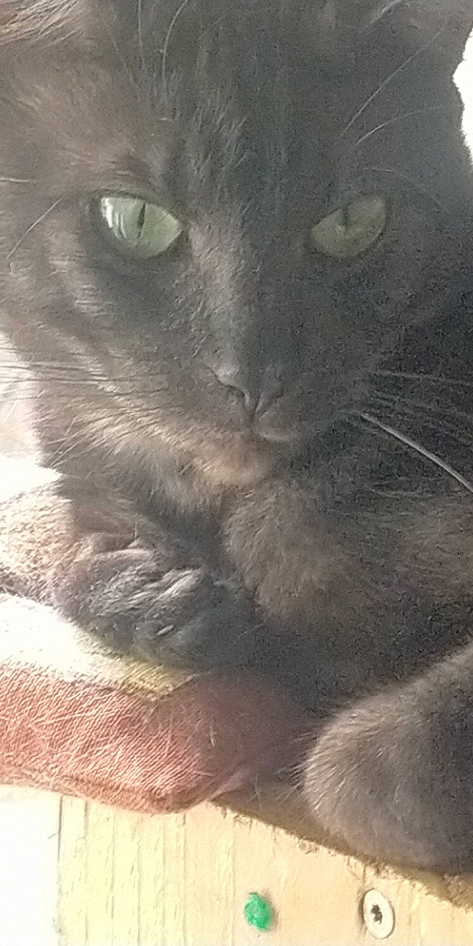 Leonidas participe au concours pour gagner de l'argent avec cette photo : carnivore, cat, domestic_short_haired_cat, felidae, fur, grey, iris, small_to_medium_sized_cats, snout, terrestrial_animal, whiskers