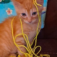 Manny Machado is registered to the contest to win money with this photo: animal, brown_couch, closeup, colorful, curious, cute, domestic_animal, feline, floral_background, indoor, kitten, messy, orange_cat, pet, playful, small_cat, soft_fur, string, tangled, yarn