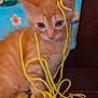 animal, brown_couch, closeup, colorful, curious, cute, domestic_animal, feline, floral_background, indoor, kitten, messy, orange_cat, pet, playful, small_cat, soft_fur, string, tangled, yarn