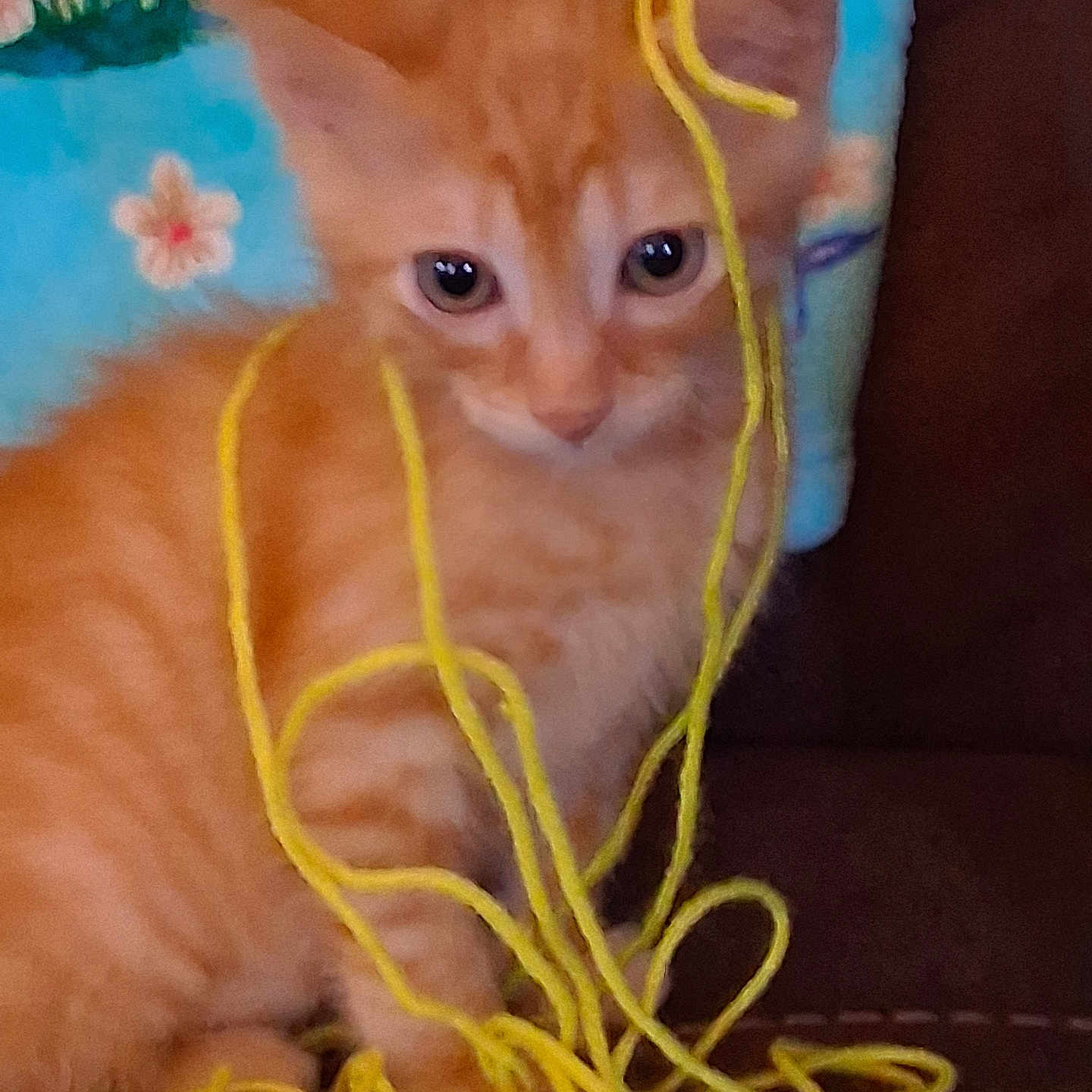 Manny Machado is registered to the contest to win money with this photo: animal, brown_couch, closeup, colorful, curious, cute, domestic_animal, feline, floral_background, indoor, kitten, messy, orange_cat, pet, playful, small_cat, soft_fur, string, tangled, yarn