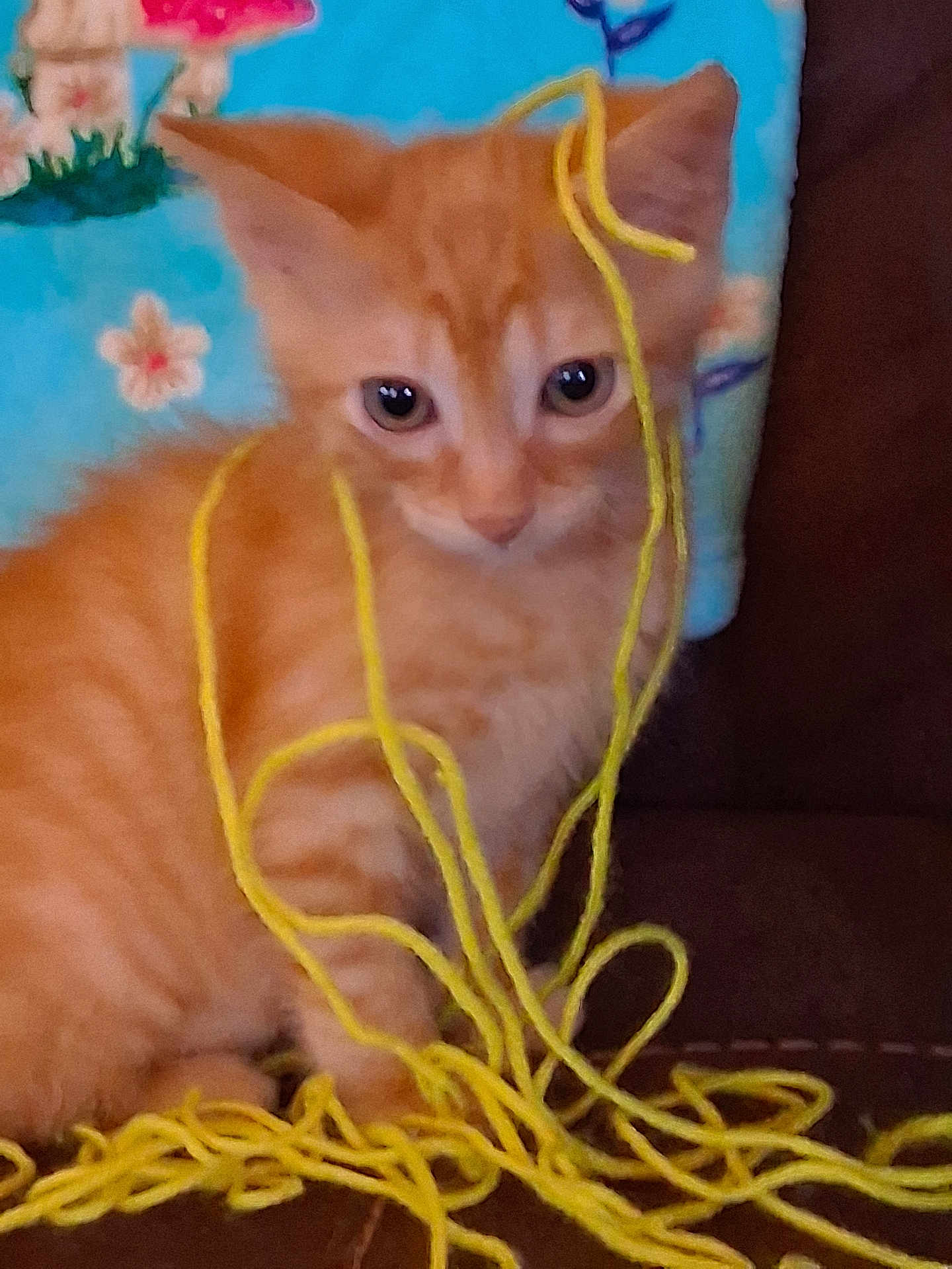 Manny Machado is registered to the contest to win money with this photo: animal, brown_couch, closeup, colorful, curious, cute, domestic_animal, feline, floral_background, indoor, kitten, messy, orange_cat, pet, playful, small_cat, soft_fur, string, tangled, yarn