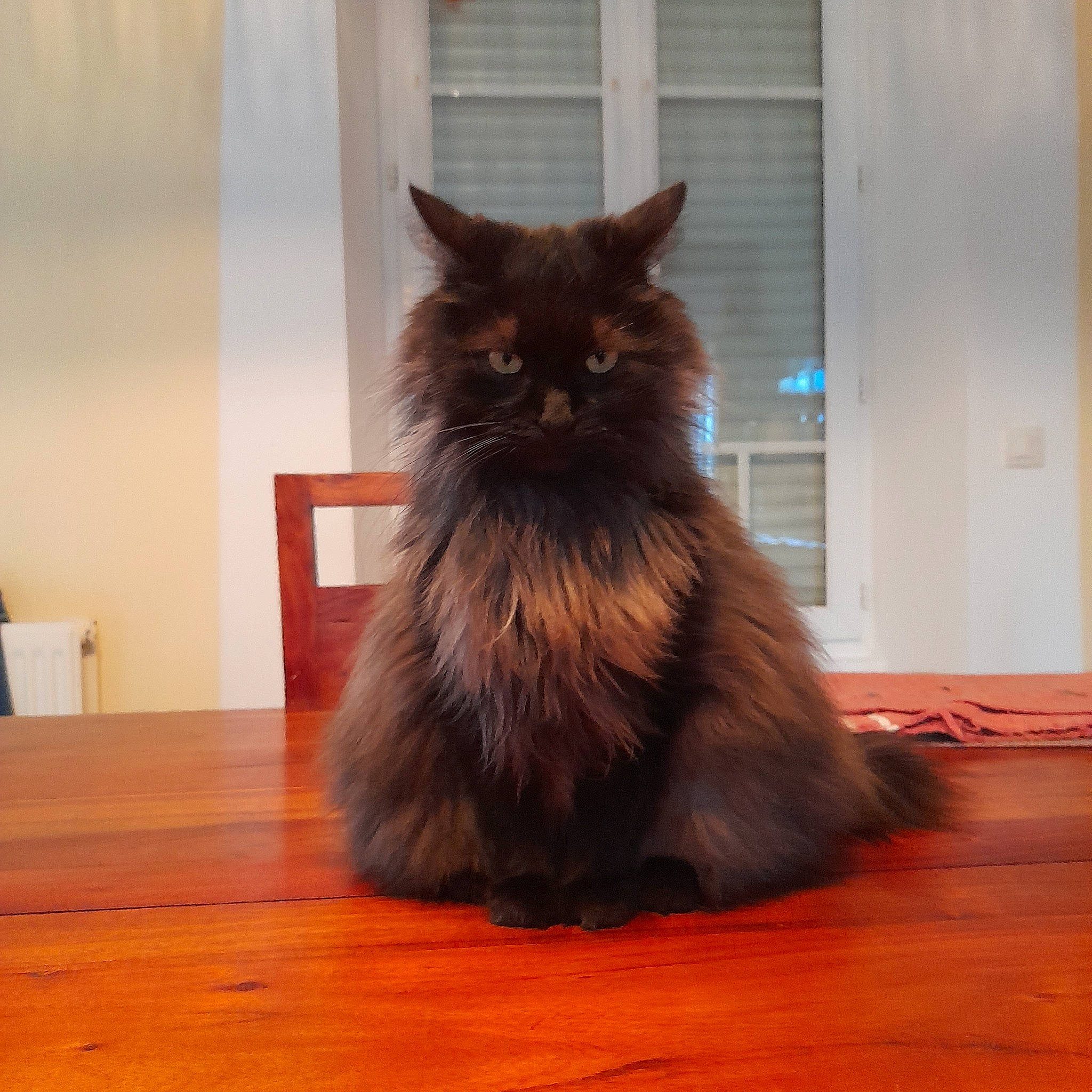 Blue participe au concours pour gagner de l'argent avec cette photo : british_longhair, carnivore, cat, fawn, felidae, floor, flooring, fur, hardwood, laminate_flooring, liver, small_to_medium_sized_cats, snout, tail, varnish, whiskers, window, wood, wood_flooring, wood_stain