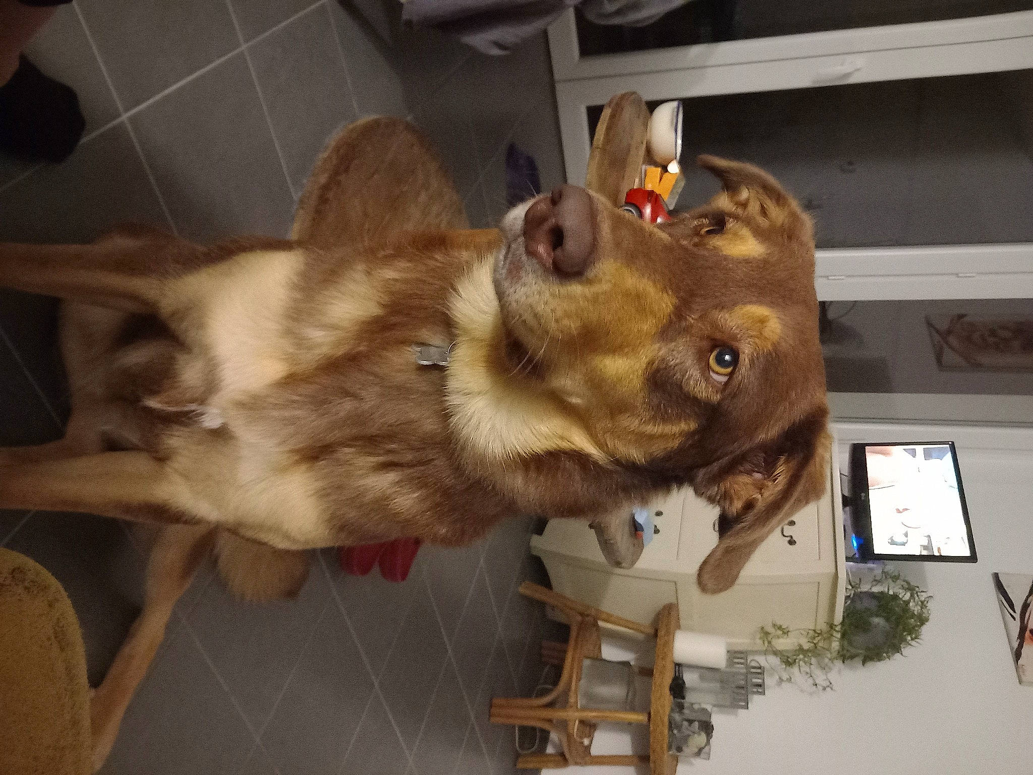 Pocòu participe au concours pour gagner de l'argent avec cette photo : canidae, carnivore, companion_dog, dog, dog_breed, ear, fawn, felidae, fur, jaw, liver, picture_frame, plant, snout, sporting_group, vertebrate, working_animal