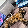 Caramel participe au concours pour gagner de l'argent avec cette photo : cat, kitten, sleeping, tortoiseshell_cat, black_and_white_cat, couch, pillow, blanket, towel, indoor, pet, resting, cozy, fur, animal, relaxation, home, soft, companion, cute